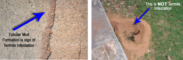 Post construction termite treatment report forms